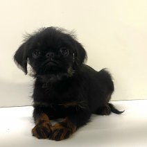 Belgische Griffon pups te koop