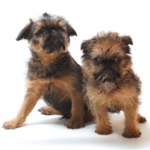 Brusselse Griffon Pups te koop - Adorables Griffon Bruxellois