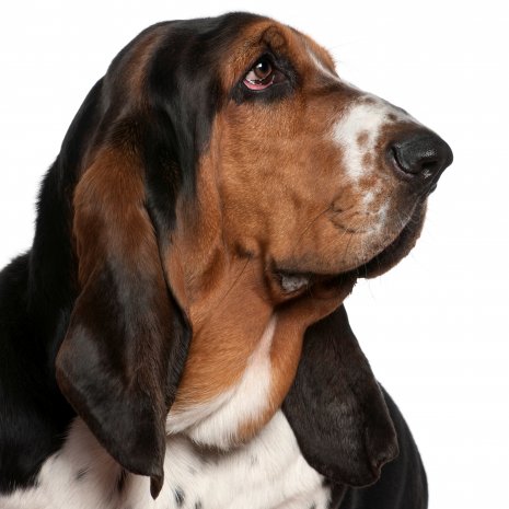 basset hound3