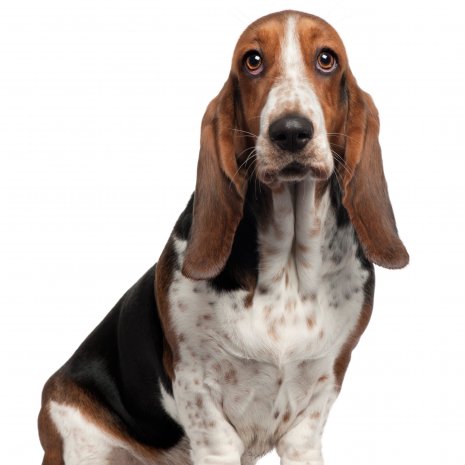 basset hound4