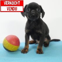 Petit Brabançon (BE2716) verkocht - vendu.jpg