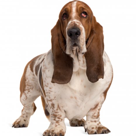 basset hound2