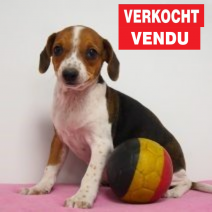 Belgische Fox 010824 F(BE1919) 061024 Verkocht - Vendu.png