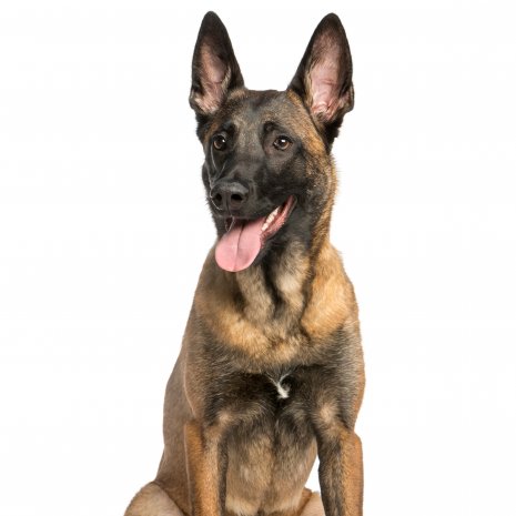 Malinois 14