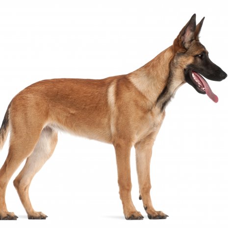 Malinois 8