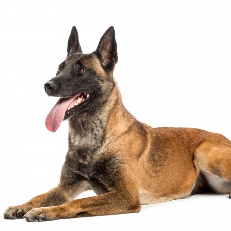 Malinois 11