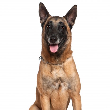 Malinois 5