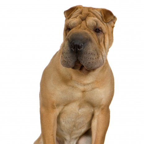 shar pei3