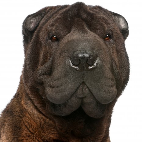 shar pei1