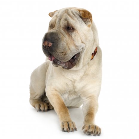 shar pei4