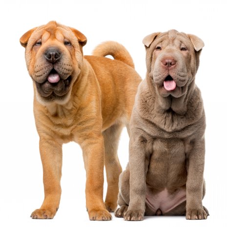 draai Collega Huiswerk Wie is specialist in Shar Pei pups te koop? - DogCatandCo