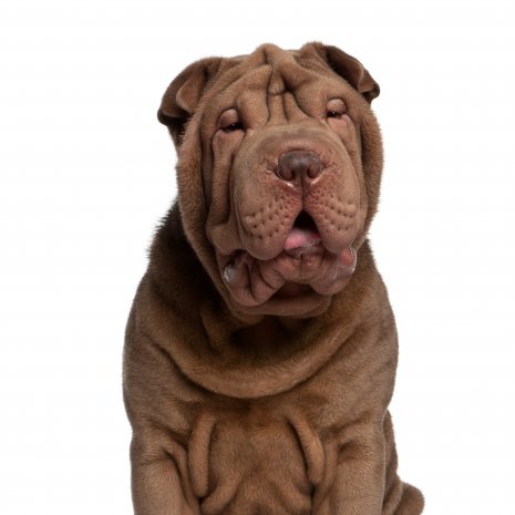 shar pei2