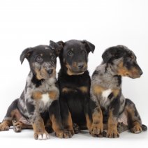Beauceron pups te koop