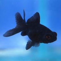 Poisson rouge Black moor