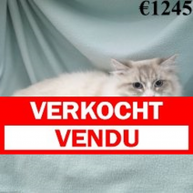 Neva Masquerade 070524 (CZ7678) 031224