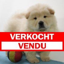 Chow Chow 271024 M(BE5296) 271224.jpg