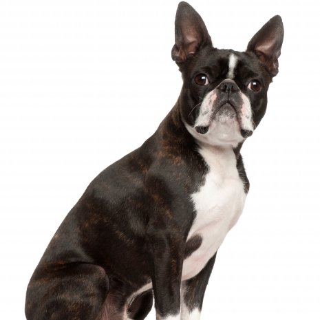 boston terrier.jpg