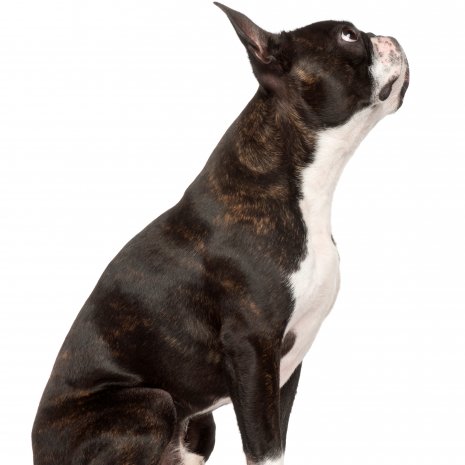 boston terrier1.jpg