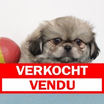 Pekingees 201024 M(BE9212) 211224 verkocht - vendu.jpg