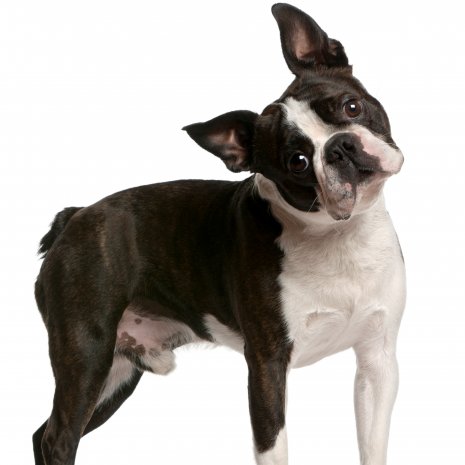 boston terrier3.jpg