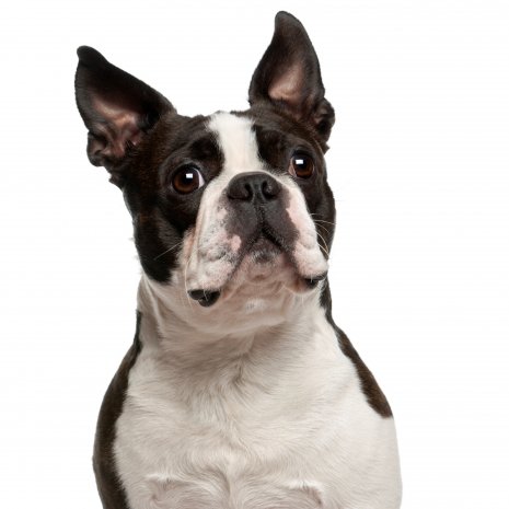 boston terrier4.jpg