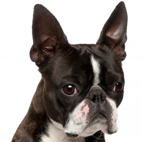 boston terrier2