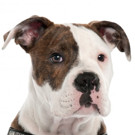 american bulldog3