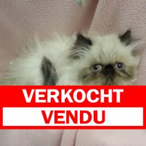 Himalayan 300824F(BE3380) 301224 verkocht - vendu.jpg