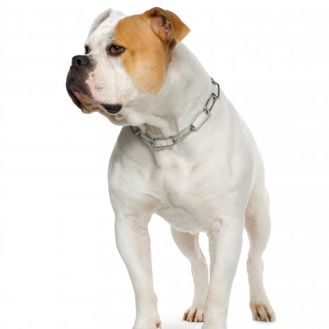 american bulldog5