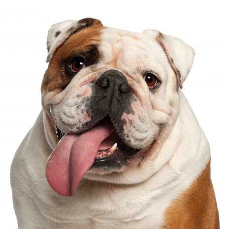 engelse bulldog 1