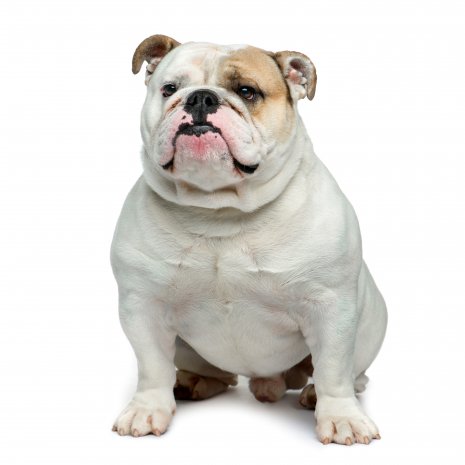 engelse bulldog3