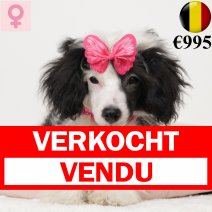 Chinese Crested-Powderpuff 260824 F(BE3192) 281224 verkocht - vendu.jpg