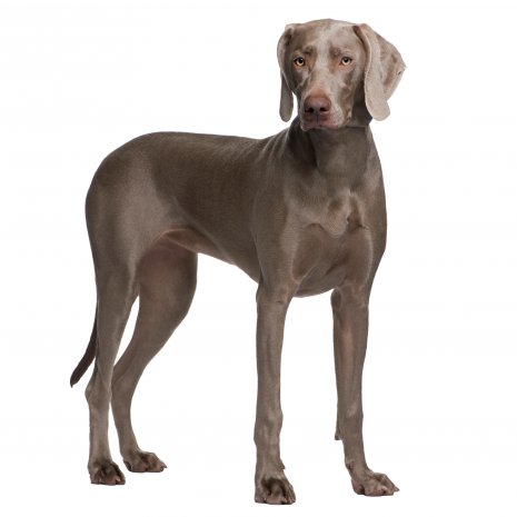 weimaraner4.jpg