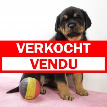 Rottweiler F 151124 (BE2723) 150125 verkocht - vendu.jpg