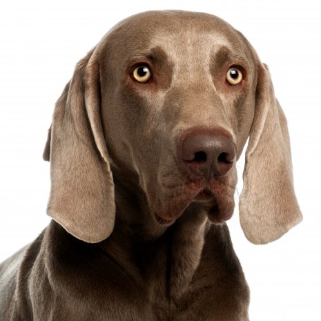 weimaraner