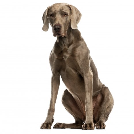 weimaraner2