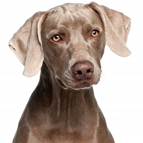 weimaraner1