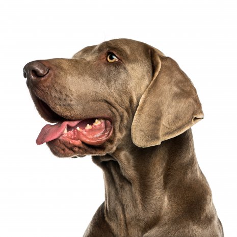 weimaraner3