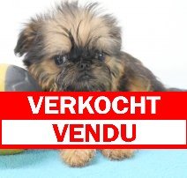 Brusselse Griffon verkocht - vendu.jpg
