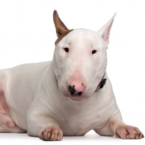 bull terrier1.jpg