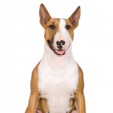 bull terrier2.jpg