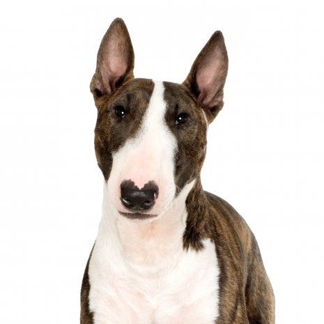 bull terrier3.jpg