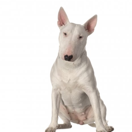 bull terrier4.jpg