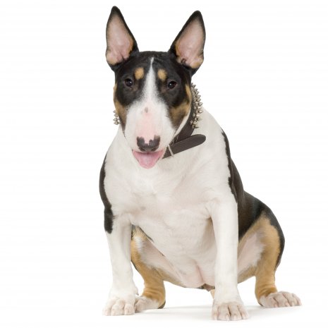 bull terrier5.jpg