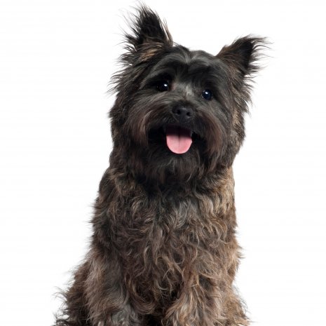 cairn terrier