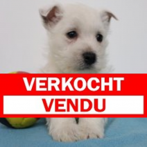 West Highland White Terrier 291124 M(BE2634) 240125.jpg