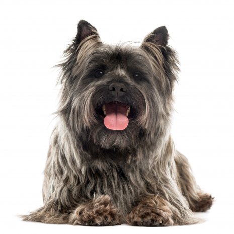 cairn terrier4