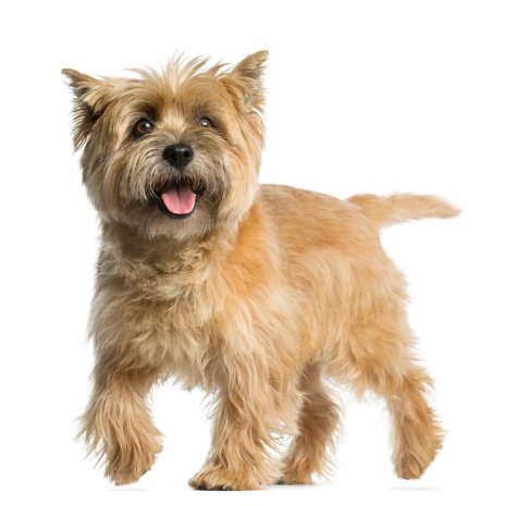 cairn terrier5