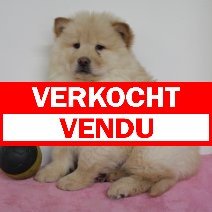 Chow Chow vendu - verkocht.jpg