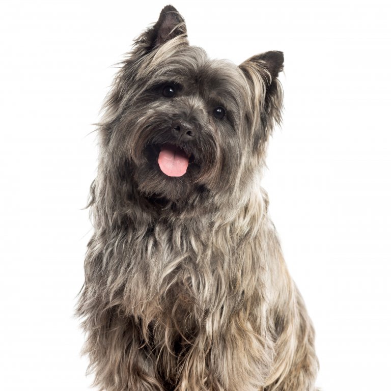 cairn terrier5